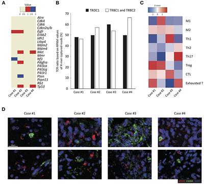 Preferential Infiltration of Unique Vγ9Jγ2-Vδ2 T Cells Into Glioblastoma Multiforme